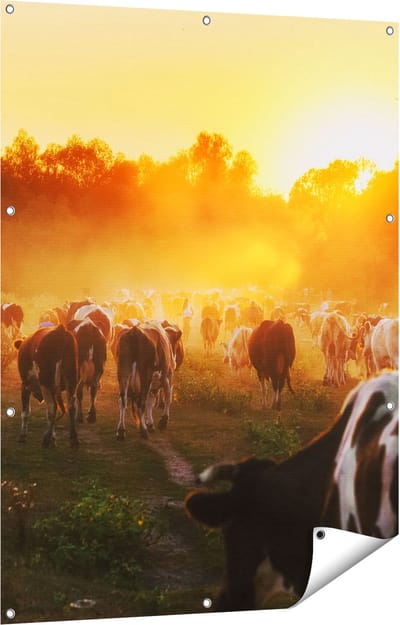 Gards Tuinposter Kudde Koeien in Weiland bij Zonsondergang - 90x120 cm - Tuindoek - Tuindecoratie - Wanddecoratie buiten - Tuinschilderij