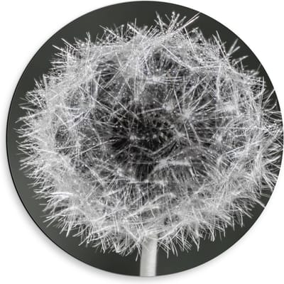 Dibond Wandcirkel - Paardenbloem in zwart/wit - 50x50cm Foto op Aluminium Wandcirkel (met ophangsysteem)