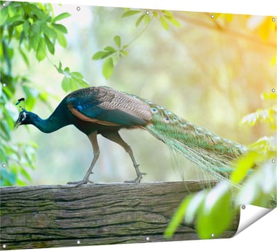 Gards Tuinposter Pauw Loopt op een Tak in de Natuur - 160x120 cm - Tuindoek - Tuindecoratie - Wanddecoratie buiten - Tuinschilderij