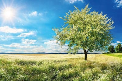 Fotobehang - Blossom Tree 375x250cm - Vliesbehang