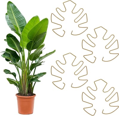 Ronde Plant Support Ring voor Monstera Planten - Ondersteuning en Steunframe voor Klimplanten - Set van 4 Stuks voor Optimale Groei