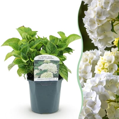 Green boutiQ - Hortensia - Hydrangea macrophylla - Bloem Wit - 1 Plant - Bladverliezend - Weinig Onderhoud - Pot 17cm Hoogte 30cm