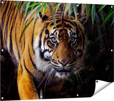 Gards Tuinposter Tijger in de Jungle - 120x90 cm - Tuindoek - Tuindecoratie - Wanddecoratie buiten - Tuinschilderij