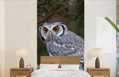 Behang - Fotobehang Uil - Vogel - Takken - Natuur - Breedte 120 cm x hoogte 240 cm