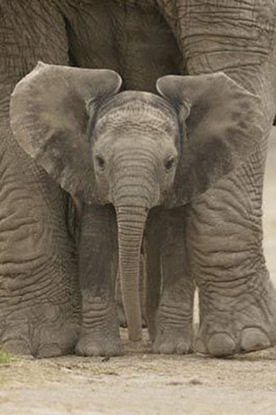 Olifant poster - baby olifantje -Afrika- poster 61 x 91.5cm