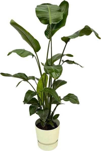 Strelitzia Nicolai inclusief elho Greenville Round wit - 160cm - Ø30