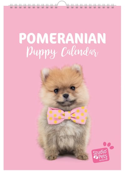 Studio Pets® verjaardag kalender A4 – Britse Korthaar katten maandplanner – kalender