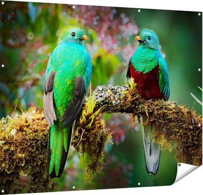 Gards Tuinposter Twee Groene Quetzal Vogels op een Tak - 150x120 cm - Tuindoek - Tuindecoratie - Wanddecoratie buiten - Tuinschilderij