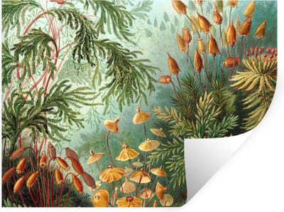 Muurstickers - Sticker Folie - Oude meesters - Kunst - Muscinae - Haeckel - 40x30 cm - Plakfolie - Muurstickers Kinderkamer - Zelfklevend Behang - Zelfklevend behangpapier - Stickerfolie