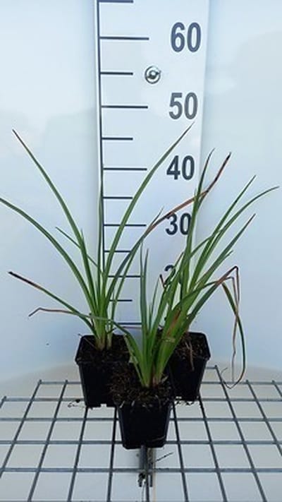 6x Vuurpijl - Kniphofia hybr. 'Wrexham Buttercup' | 9x9 cm pot