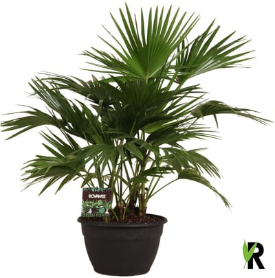 Livistona chinensis 6 per pot 120 cm – Kamerplant – Vers Van De Kweker – Potmaat Ø35 cm