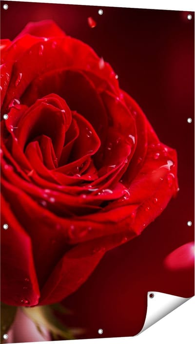 Gards Tuinposter Romantische Rode Roos - 80x120 cm - Tuindoek - Tuindecoratie - Wanddecoratie buiten - Tuinschilderij