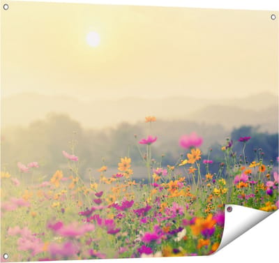 Gards Tuinposter Bloemenveld met Kosmos - Zonsondergang - 100x80 cm - Tuindoek - Tuindecoratie - Wanddecoratie buiten - Tuinschilderij