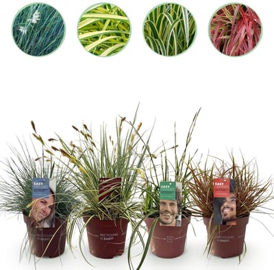 Green boutiQ - Siergrassen - 4 Planten - Blauw - Geel - Groen - Rood - Bladhoudend - Weinig Onderhoud - Pot 17cm Hoogte 50cm