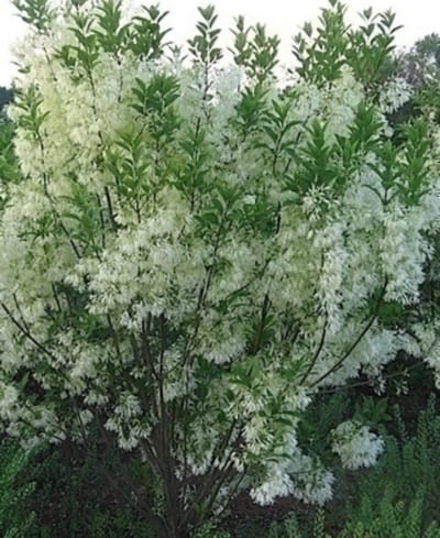 Chionanthus virginicus - Sneeuwvlokkenboom, Sneeuwvlokkenstruik 60- 80 cm in pot