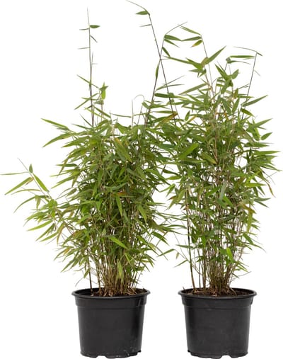 Plant in a Box - Fargesia nitida 'Red Dragon' - Set van 2 - Niet woekerende bamboe met rode stelen - Winterhard en groenblijvend - Pot 17cm - Hoogte 50-70cm