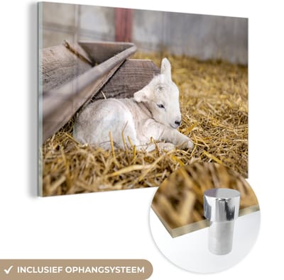® Glasschilderij 180x120 cm - Schilderij acrylglas - Een pasgeboren lammetje ligt tussen het stro - Foto op glas - Muurdecoratie woonkamer - Wanddecoratie slaapkamer - Schilderijen