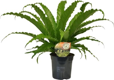Plantenboetiek.nl | Asplenium Osaka - Ø17cm - 30-40cm hoog - Kamerplant - Groenblijvend