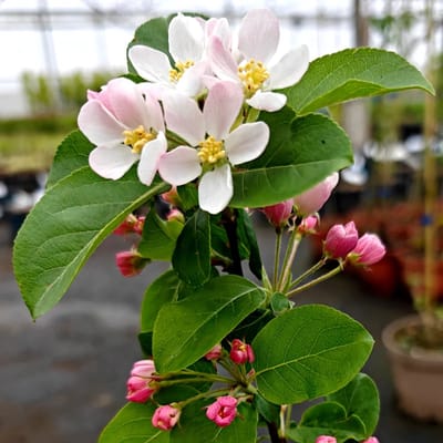 Malus 'Red sentinel', Rode Sierappel, kruisbestuiver, Hoogte ca 60-70cm - 2L pot