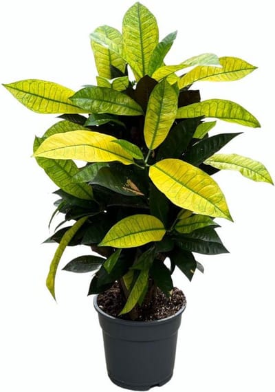 Plantenboetiek.nl | Croton Mrs. Iceton - Ø17cm - 55-65cm hoog - Kamerplant - Groenblijvend