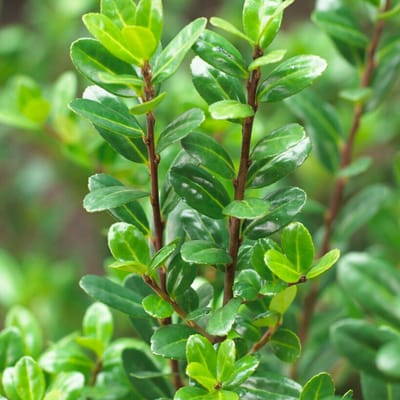 Japanse hulst (Ilex Crenata) - Caroline Upright - (portmaat P9.5) - Vaste planten - Bijen-Vlinders - Groenblijvend - Haagplanten