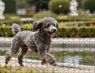 Puzzel Poedel in een Botanische tuin | 252 stukjes | Dierenpuzzel | Hondenpuzzel