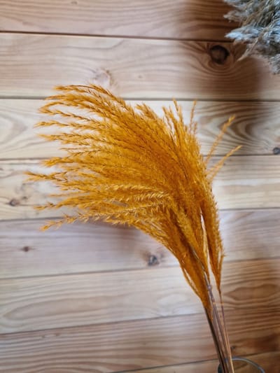Bundel Gedroogd Pampas Gras Oranje - 80 cm - Pampasgras – Pampas Pluimen - Droog Boeket - Orange - Natural