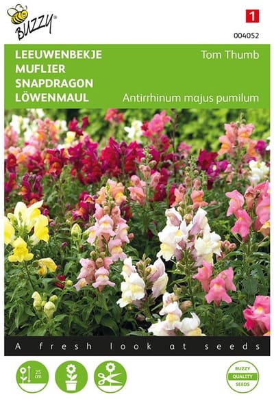 Buzzy - Leeuwenbekje Tom Thumb Mix (Antirrhinum majus)