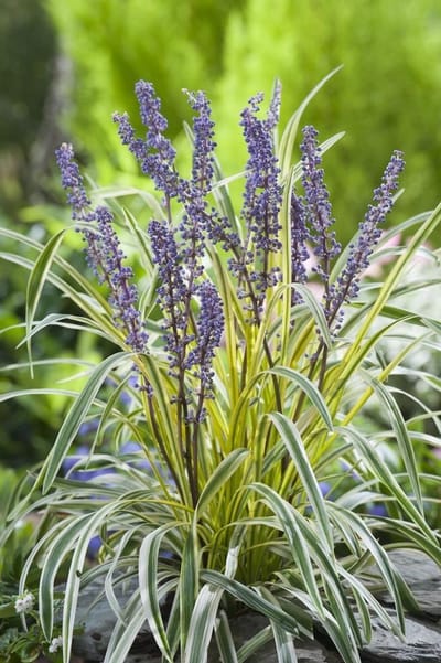 Liriope m. Gold Banded - Set van 24 - Bont Blad - Leliegras - Pot P9 - Paarse Bloem - Wintergroen
