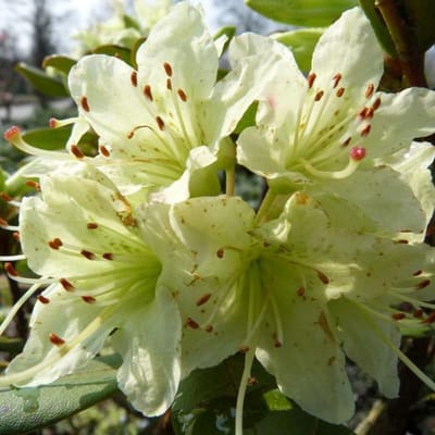 Rhododendron 'Shamrock' 20-30 cm in pot