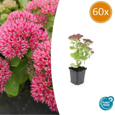 Herfstbloeiende Vetkruit - 60 stuks Sedum winterhard 10-25cm