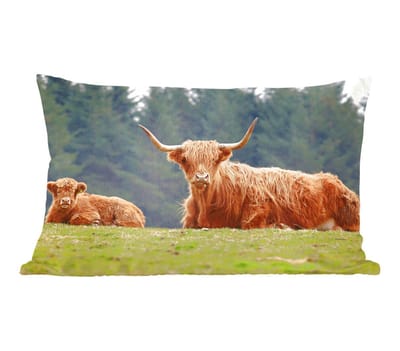 Sierkussens - Kussen - Liggende Schotse hooglanders - 50x30 cm - Kussen van katoen