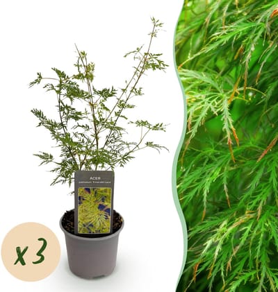 Plantenboetiek.nl | Acer palmatum Emerald Lace - Groen - 3 Planten - Bladverliezend - Weinig Onderhoud - Ø12cm - 25-35cm hoog - Tuinplant