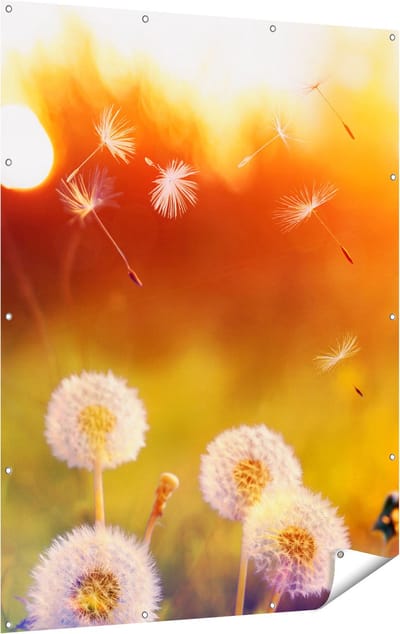 Gards Tuinposter Paardenbloemen tijdens Zonsondergang - 120x160 cm - Tuindoek - Tuindecoratie - Wanddecoratie buiten - Tuinschilderij
