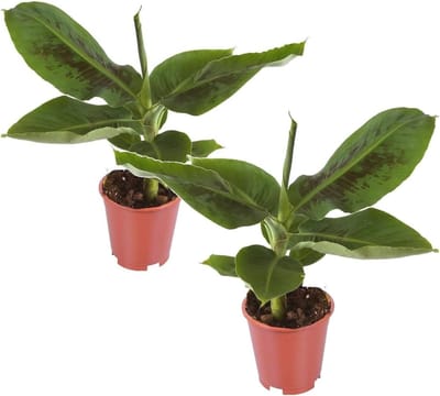 Set van 2 Tropische Bananenplanten - Musa Oriental Dwarf - Kamerplanten - Hoogte 25-40 cm - Potmaat 12 cm