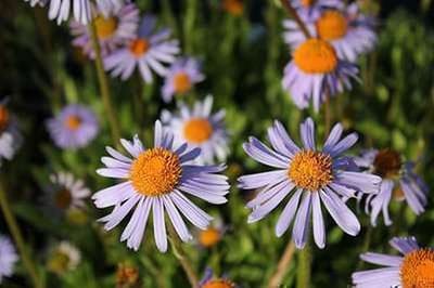 6x Aster - Aster tong. 'Warnburgstern' | 9x9 cm pot