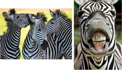 Ansichtkaarten Zebra - Kaarten set - Versturen - Briljante fotoprint - 15x10 cm - Niet van toepassing