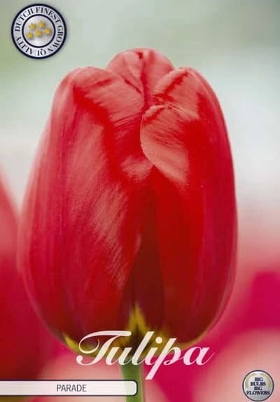 Parade Darwin Hybride Tulpen bollen 10 stuks Bolmaat 12+