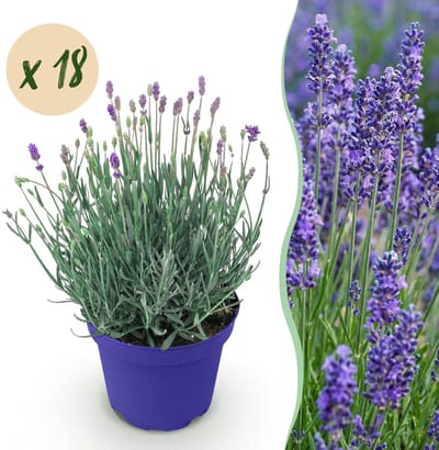 Green boutiQ - Tuinplant - Lavandula angustifolia Hidcote - Lavendel - Winterhard - Paars - 18 Planten - Pot 12cm - Hoogte 15-25cm