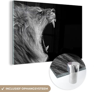 Glasschilderij - Dieren - Leeuw - Natuur - Zwart-wit - Acrylglas - Foto op glas - Schilderijen woonkamer - 150x100 cm - Schilderij leeuw - Wanddecoratie glas - Muurdecoratie