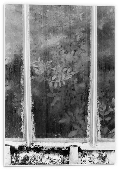Forex - Raam met Planten erachter in Zwart Wit - 40x60cm Foto op Forex
