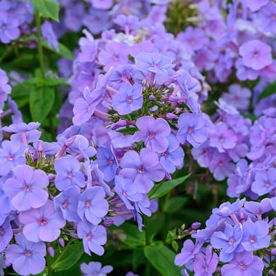 Phlox (P) 'Sweet Summer Ocean' | 1 stuk | Blauw | Snijbloem