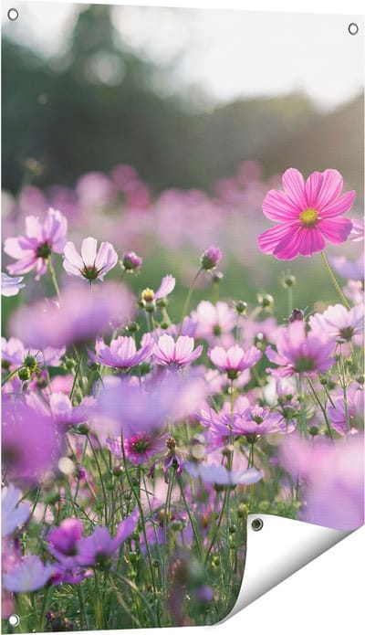 Gards Tuinposter Bloemenveld met Paarse Kosmos - 60x90 cm - Tuindoek - Tuindecoratie - Wanddecoratie buiten - Tuinschilderij