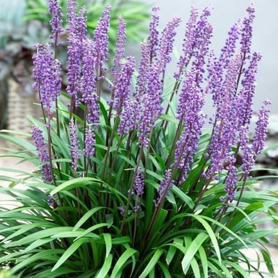 12 x Leliegras Big Blue Blauw|Paars - Wintergroen Siergras - Bodembedekker Vaste Planten - Liriope muscari Big Blue in 9x9cm pot met hoogte 5-10cm