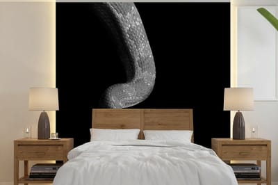 Behang - Fotobehang Dieren - Slang - Zwart - Wit - Portret - Breedte 300 cm x hoogte 300 cm