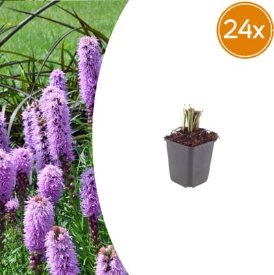 Tuinplantenshop.com | Liatris spicata | 24 stuks - Ø9cm - 10-25cm hoog - Tuinplant