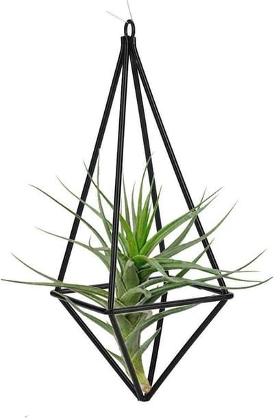 Allecto - Tillandsia Hanger - Opknoping Metalen - Home Office Wedding Decor - Air Plant Rack - Display Stand - Geschikt voor Tillandsia - Kleur of model 1# - Opknoping Tillandsia Hanger Stand voor Thuis Kantoor Bruiloftsdecoratie