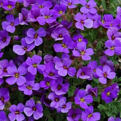 6 x Randjesbloem Paars|Blauw - Bodembedekker Wintergroen - Aubrieta 'Hamburger Stadtpark' in 9x9cm pot met hoogte 5-10cm