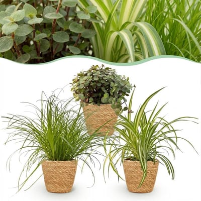 Plantenboetiek.nl | Cyperus - Calissia - Chlorophytum - Mix van 3 - Huisdiervriendelijke Planten - Groen - 3 Planten - met Mand - Ø12cm - 20cm hoog - Kamerplant - Arrangement - Plant met pot