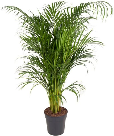 Dypsis Lutescens (Areca) - Hoogte 130cm - Pot 24cm